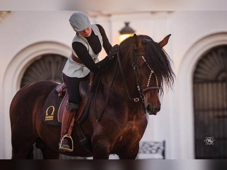 PRE Mix Stallion 6 years 16 hh Bay-Dark in Martfeld