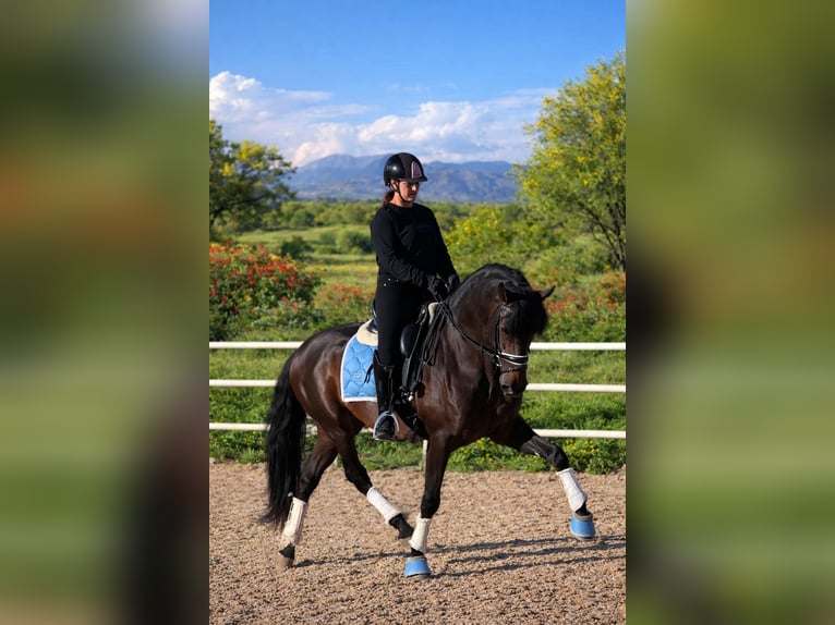 PRE Mix Stallion 6 years 16 hh Bay-Dark in Camarma De Esteruelas