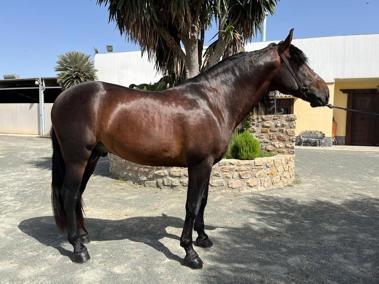 PRE Mix Stallion 6 years 16 hh Bay in Alicante