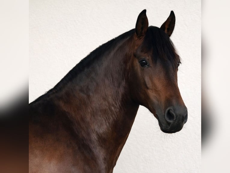 PRE Stallion 6 years 16 hh Bay in Alicante/Alacant