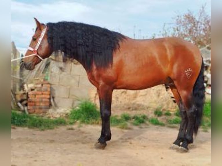 PRE Mix Stallion 6 years 16 hh Bay in Caceres