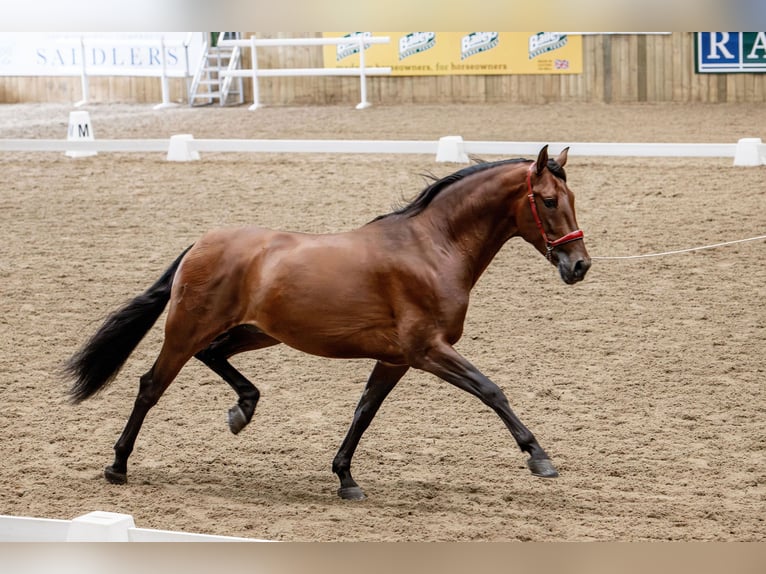 PRE Stallion 6 years 16 hh Bay in Cambridgeshire