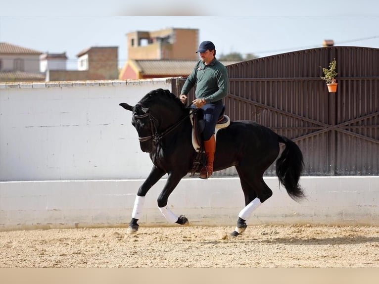 PRE Mix Stallion 6 years 16 hh Black in Galaroza (Huelva)