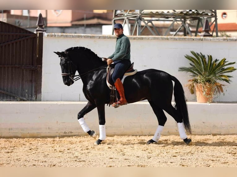 PRE Mix Stallion 6 years 16 hh Black in Galaroza (Huelva)