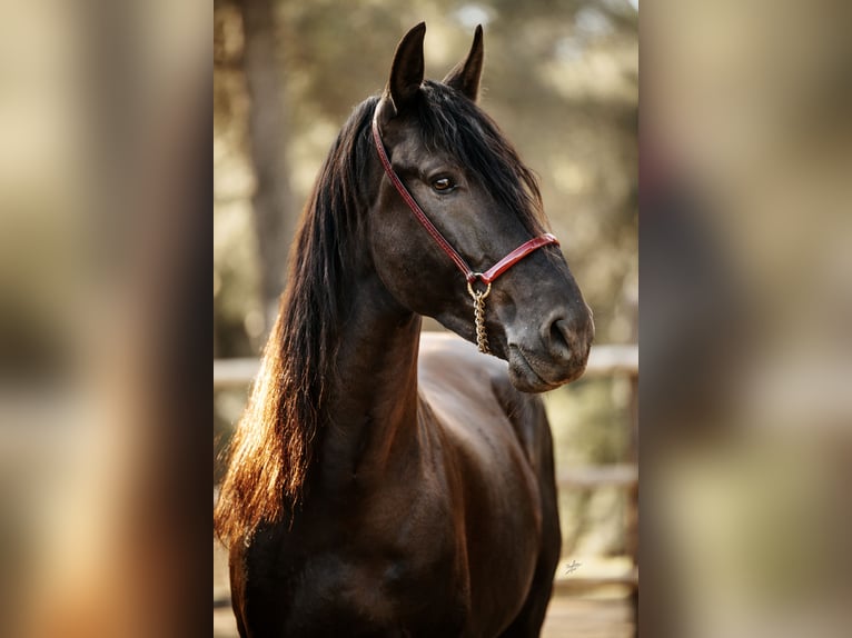 PRE Stallion 6 years 16 hh Black in El Catllar