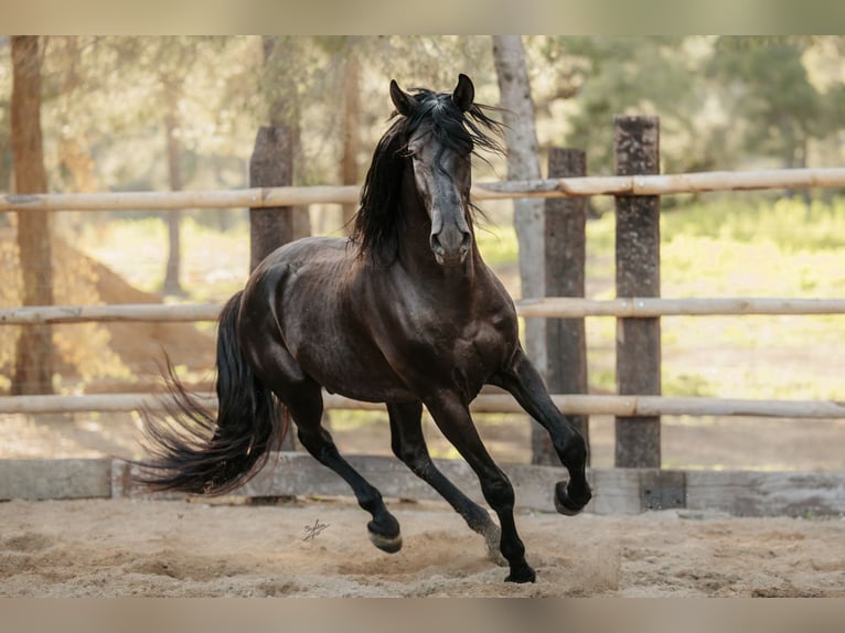 PRE Stallion 6 years 16 hh Black in El Catllar