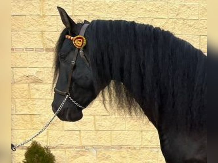 PRE Mix Stallion 6 years 16 hh Black in MADRID