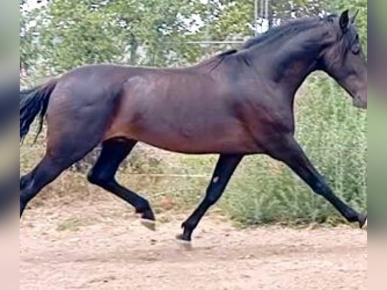 PRE Mix Stallion 6 years 16 hh Black in MADRID