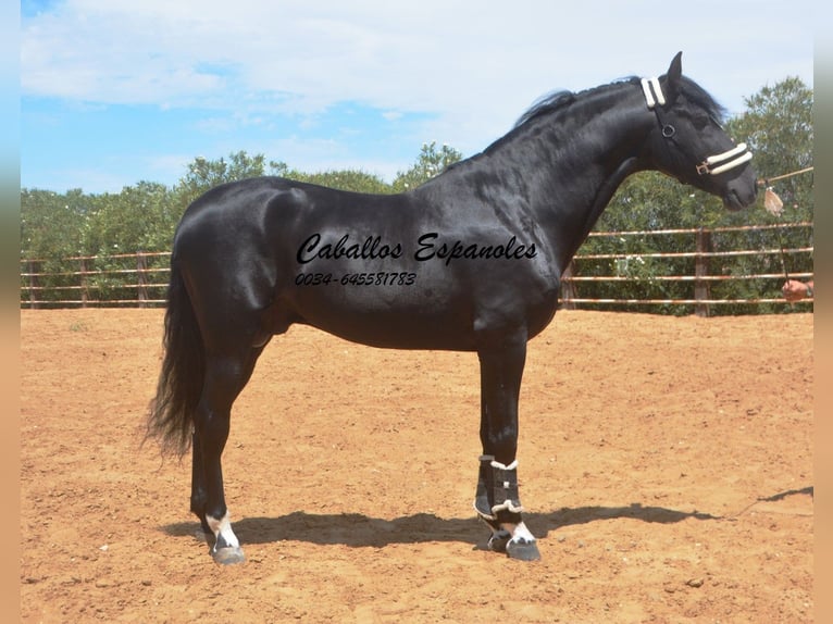 PRE Mix Stallion 6 years 16 hh Black in Vejer de la Frontera