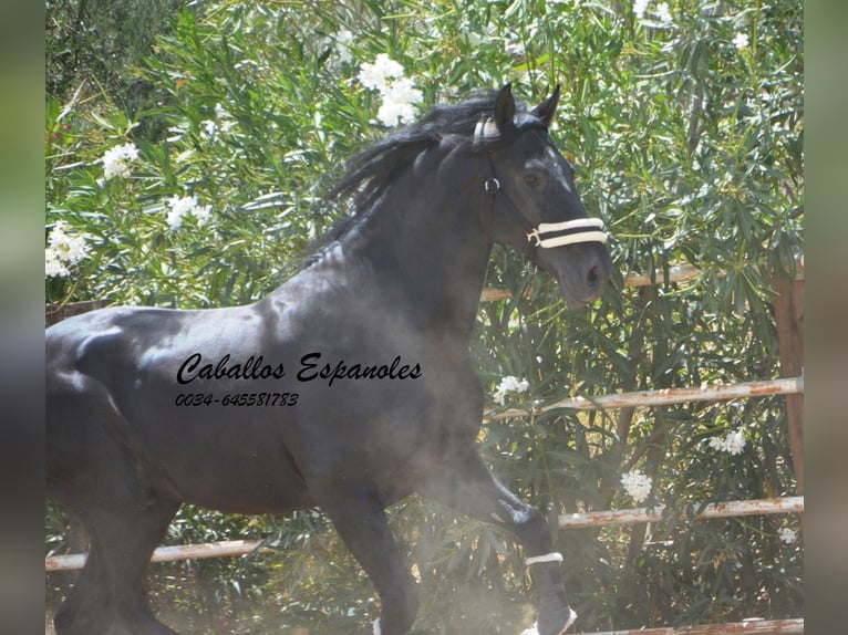 PRE Mix Stallion 6 years 16 hh Black in Vejer de la Frontera