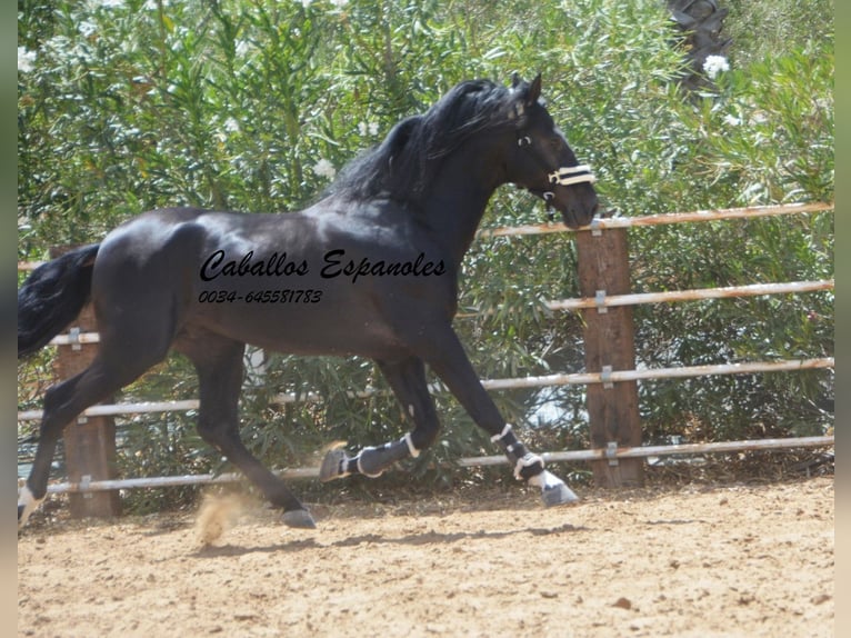 PRE Mix Stallion 6 years 16 hh Black in Vejer de la Frontera