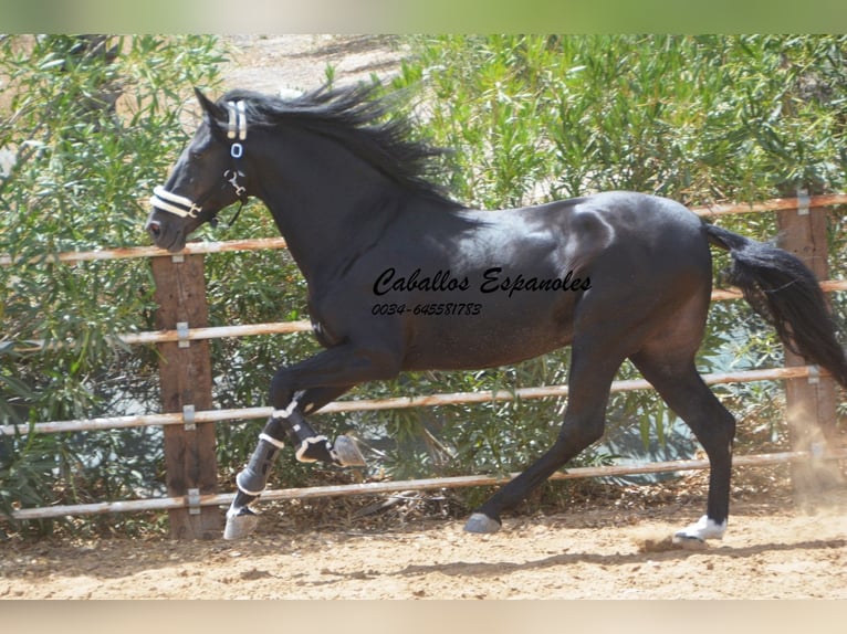 PRE Mix Stallion 6 years 16 hh Black in Vejer de la Frontera