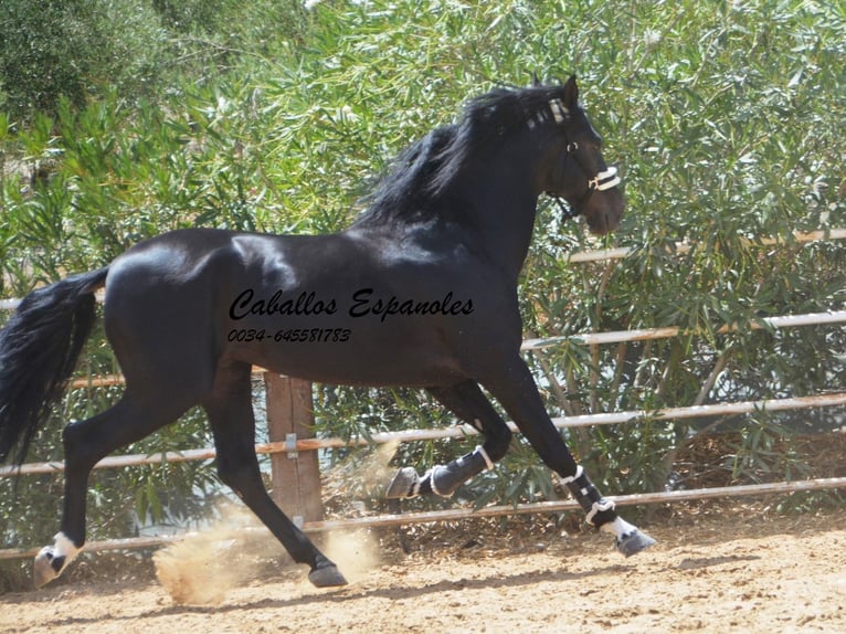 PRE Mix Stallion 6 years 16 hh Black in Vejer de la Frontera