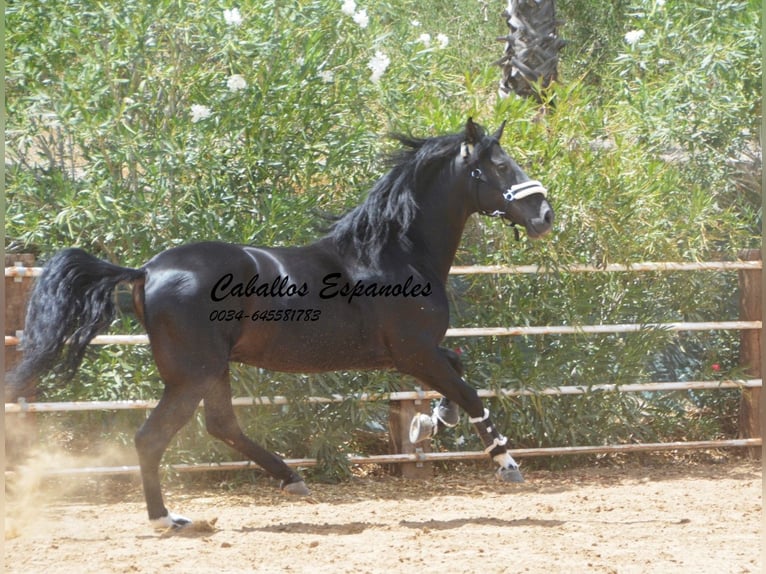 PRE Mix Stallion 6 years 16 hh Black in Vejer de la Frontera