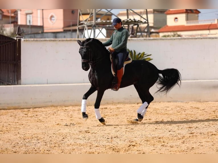 PRE Mix Stallion 6 years 16 hh Black in Galaroza (Huelva(