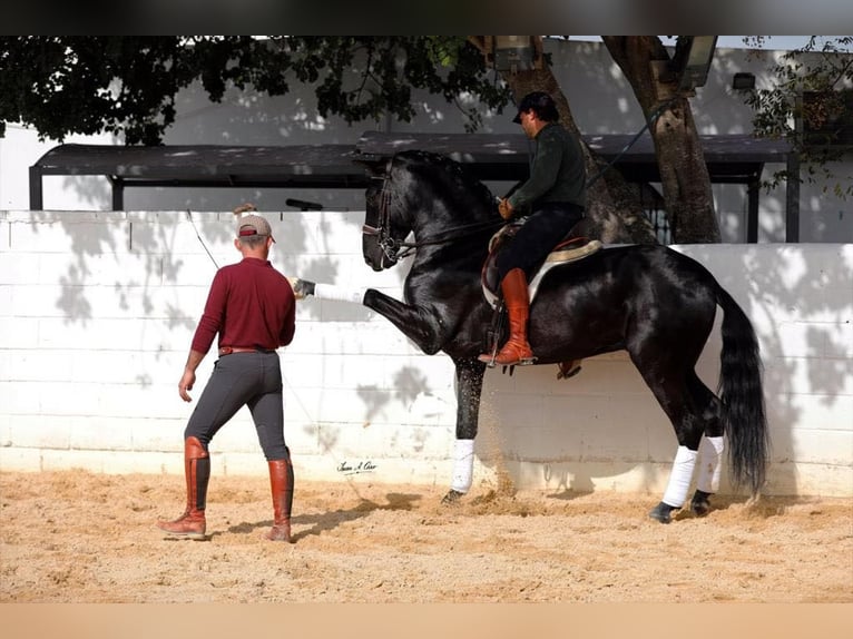 PRE Mix Stallion 6 years 16 hh Black in Galaroza (Huelva(