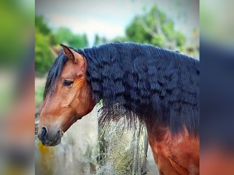 PRE Mix Stallion 6 years 16 hh Brown in Calañas