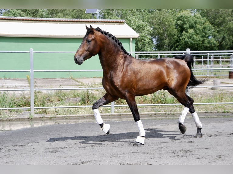 PRE Stallion 6 years 16 hh Brown in Ourense