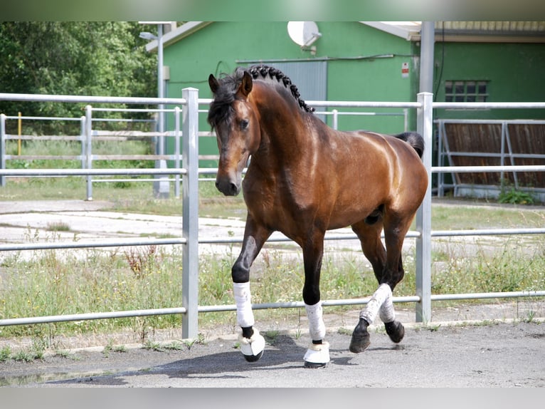 PRE Stallion 6 years 16 hh Brown in Ourense