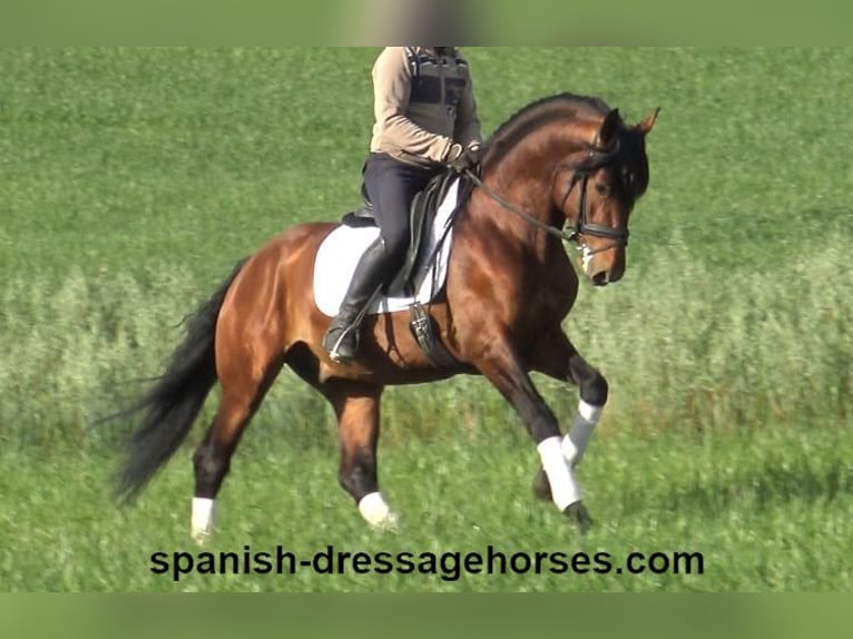 PRE Mix Stallion 6 years 16 hh Brown in Barcelona