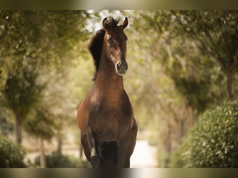 PRE Stallion 6 years 16 hh Brown in Jerez