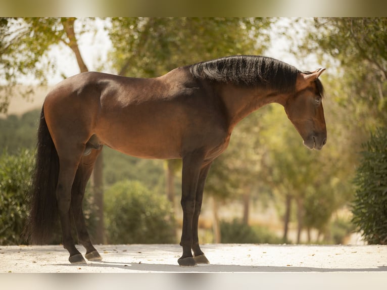 PRE Stallion 6 years 16 hh Brown in Jerez