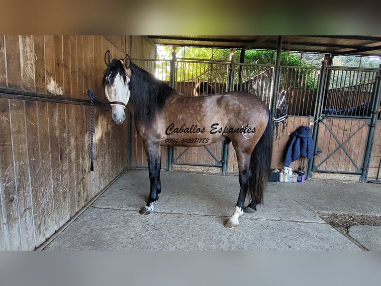 PRE Stallion 6 years 16 hh Brown Falb mold in Vejer de la Frontera