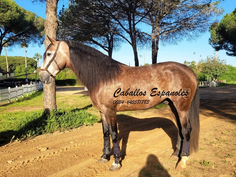 PRE Stallion 6 years 16 hh Brown Falb mold in Vejer de la Frontera