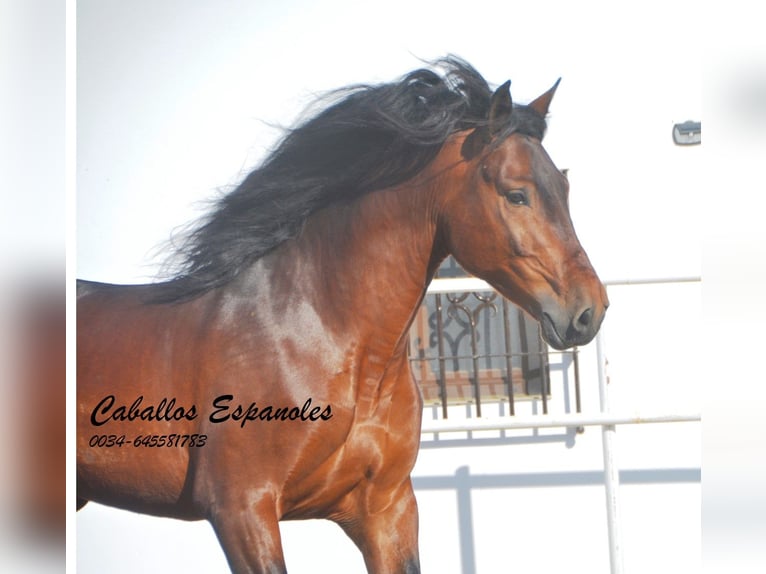 PRE Stallion 6 years 16 hh Brown in Vejer de la Frontera