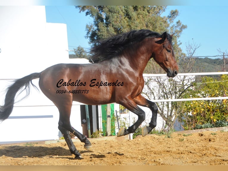 PRE Stallion 6 years 16 hh Brown in Vejer de la Frontera