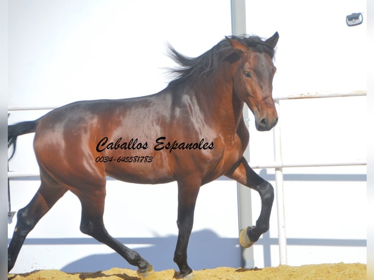 PRE Stallion 6 years 16 hh Brown in Vejer de la Frontera