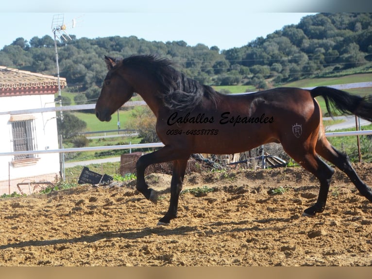 PRE Stallion 6 years 16 hh Brown in Vejer de la Frontera