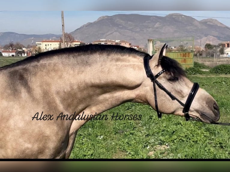 PRE Mix Stallion 6 years 16 hh Buckskin in Sevilla
