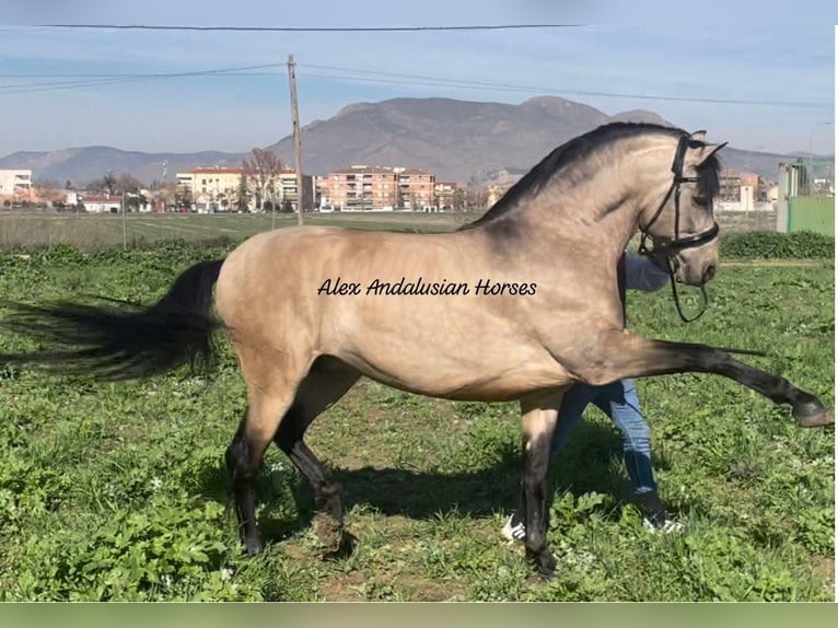 PRE Mix Stallion 6 years 16 hh Buckskin in Sevilla