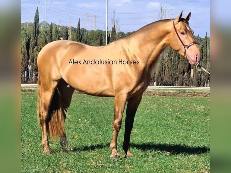 PRE Mix Stallion 6 years 16 hh Champagne in Sevilla