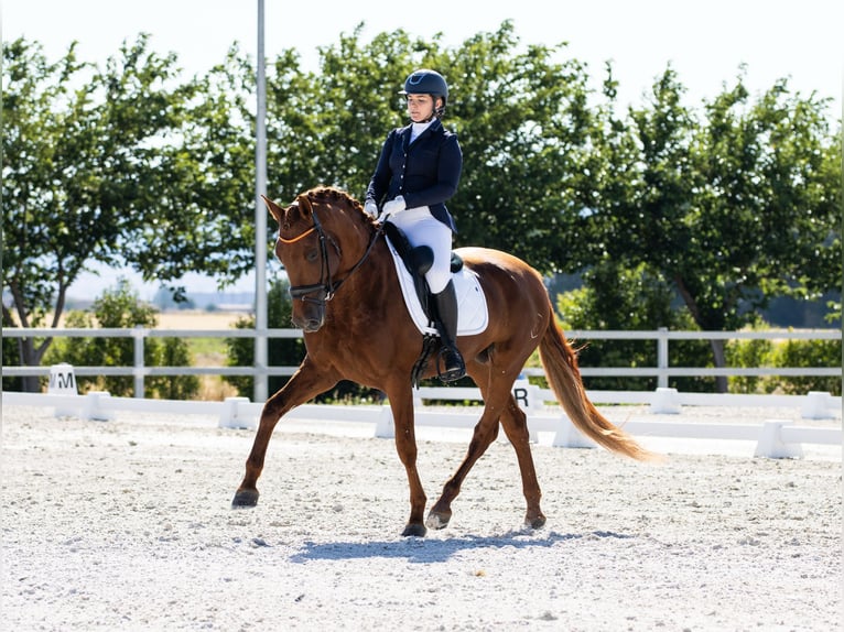 PRE Stallion 6 years 16 hh Chestnut-Red in Madrid