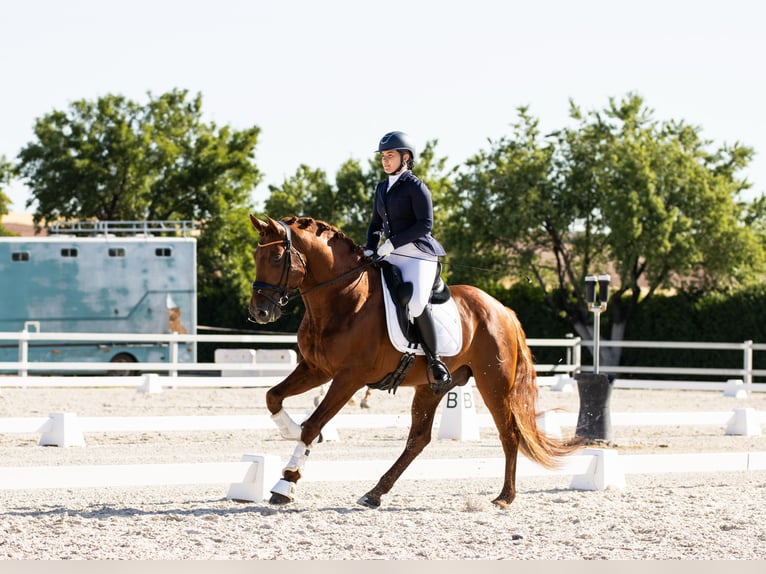 PRE Stallion 6 years 16 hh Chestnut-Red in Madrid