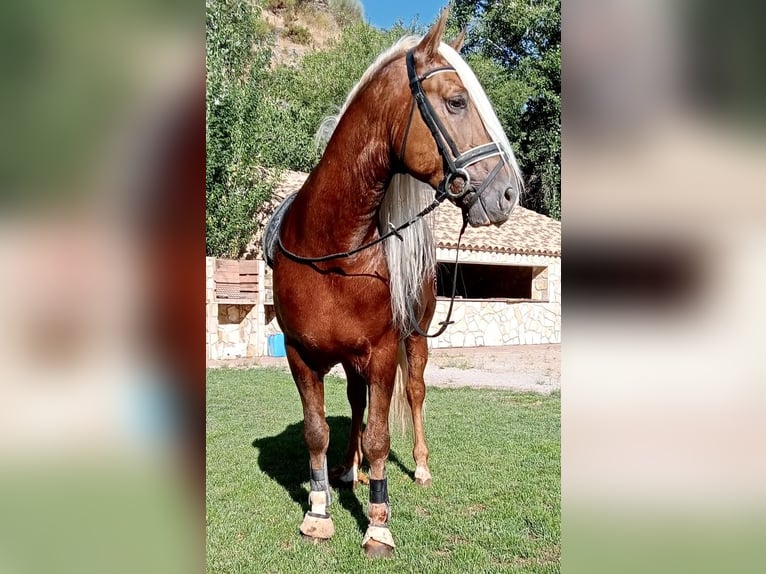 PRE Stallion 6 years 16 hh in Jaen