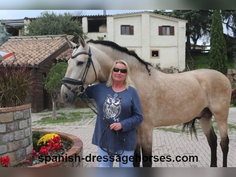 PRE Mix Stallion 6 years 16 hh Dun in Barcelona