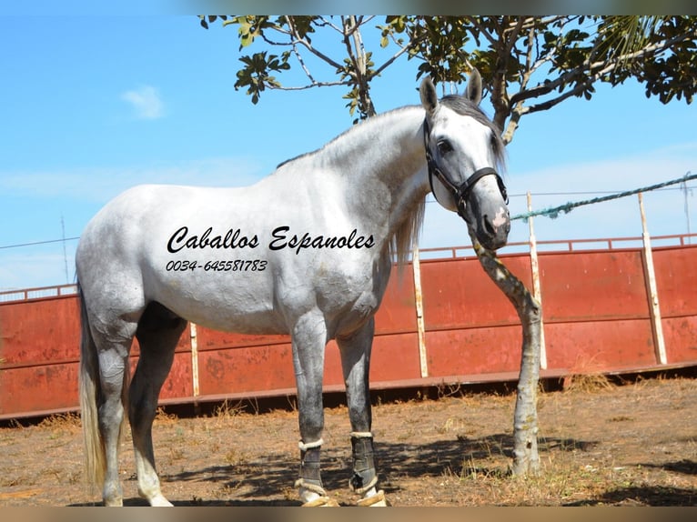 PRE Stallion 6 years 16 hh Gray in Vejer de la Frontera