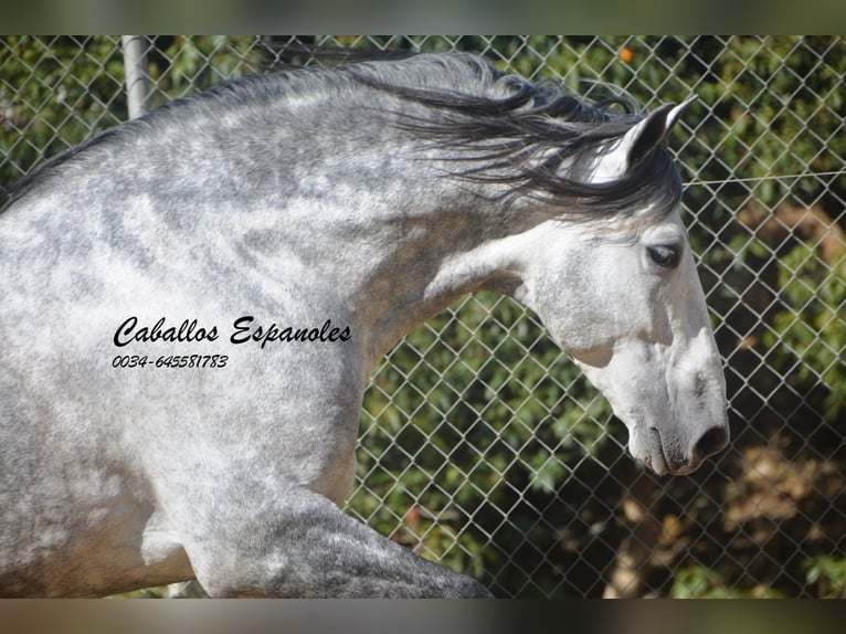 PRE Stallion 6 years 16 hh Gray-Dapple in Veje de la Frontera