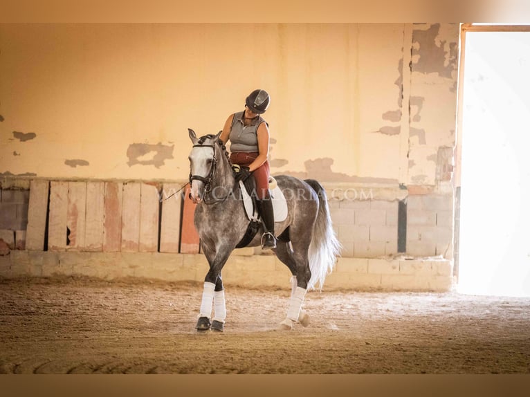 PRE Stallion 6 years 16 hh Gray-Dapple in Rafelguaraf