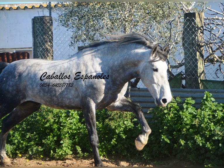 PRE Stallion 6 years 16 hh Gray-Dapple in Vejer de la Frontera