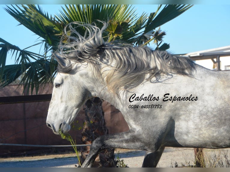 PRE Stallion 6 years 16 hh Gray-Dapple in Vejer de la Frontera