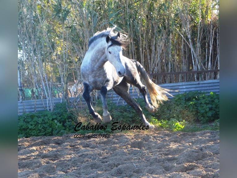 PRE Stallion 6 years 16 hh Gray-Dapple in Vejer de la Frontera