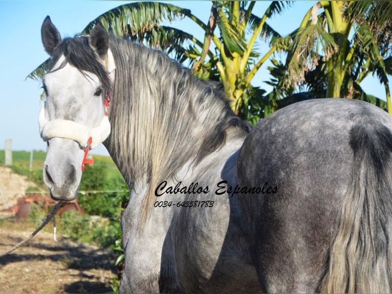 PRE Stallion 6 years 16 hh Gray-Dapple in Vejer de la Frontera