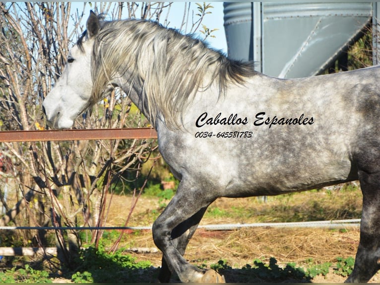 PRE Stallion 6 years 16 hh Gray-Dapple in Vejer de la Frontera