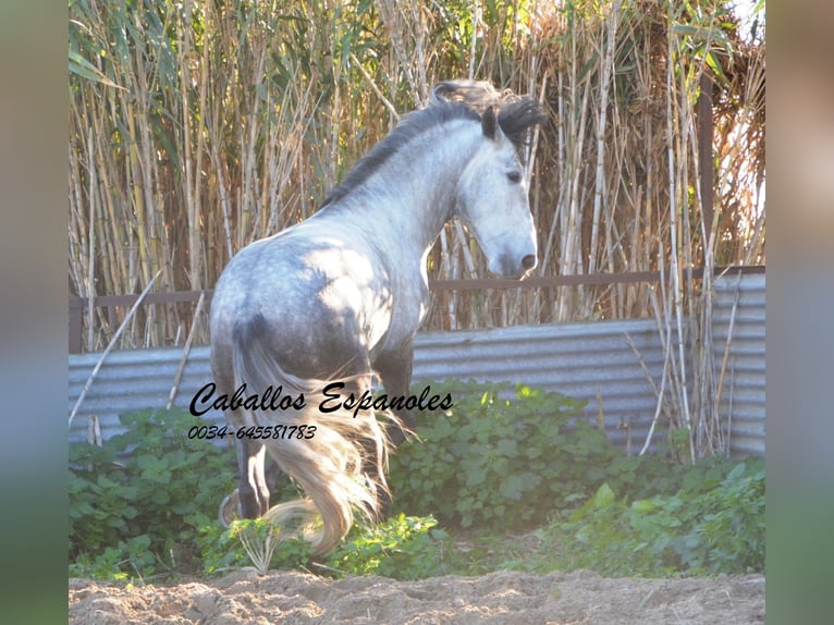 PRE Stallion 6 years 16 hh Gray-Dapple in Vejer de la Frontera