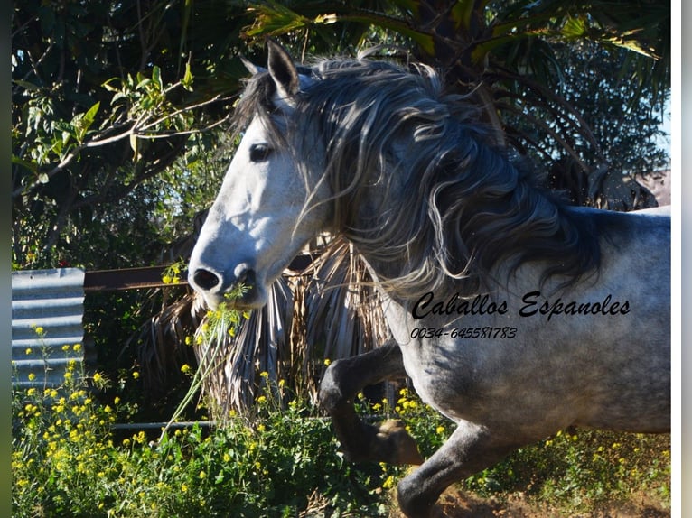 PRE Stallion 6 years 16 hh Gray-Dapple in Vejer de la Frontera