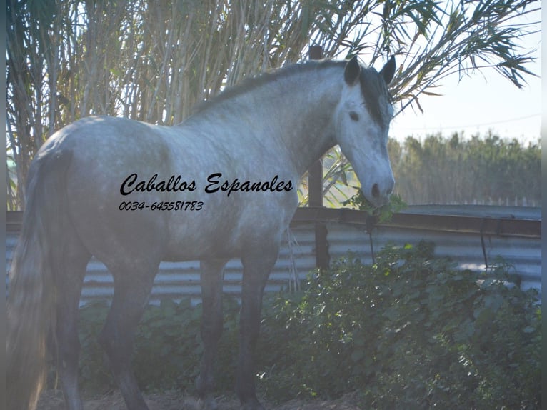 PRE Stallion 6 years 16 hh Gray-Dapple in Vejer de la Frontera